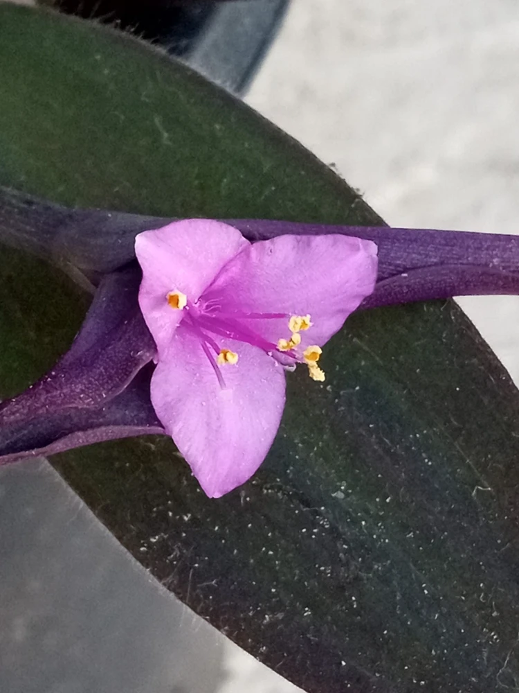 7 Purple Heart Tradescantia Pallida Live Perennial Cuttings - Indoor/Outdoor - Image 4