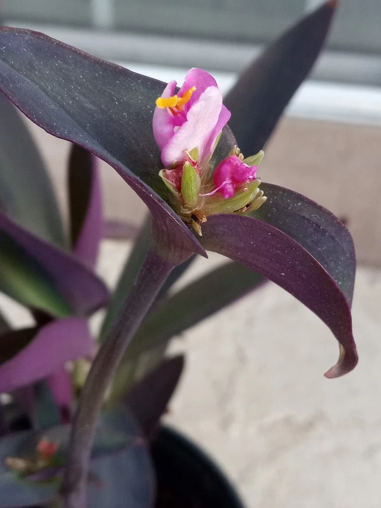 7 Purple Heart Tradescantia Pallida Live Perennial Cuttings - Indoor/Outdoor - Image 5