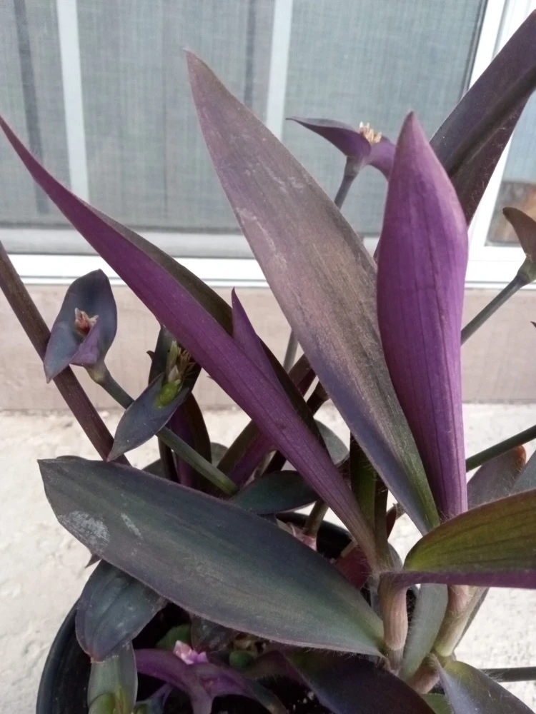 7 Purple Heart Tradescantia Pallida Live Perennial Cuttings - Indoor/Outdoor - Image 6
