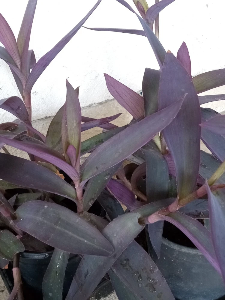 7 Purple Heart Tradescantia Pallida Live Perennial Cuttings - Indoor/Outdoor - Image 7