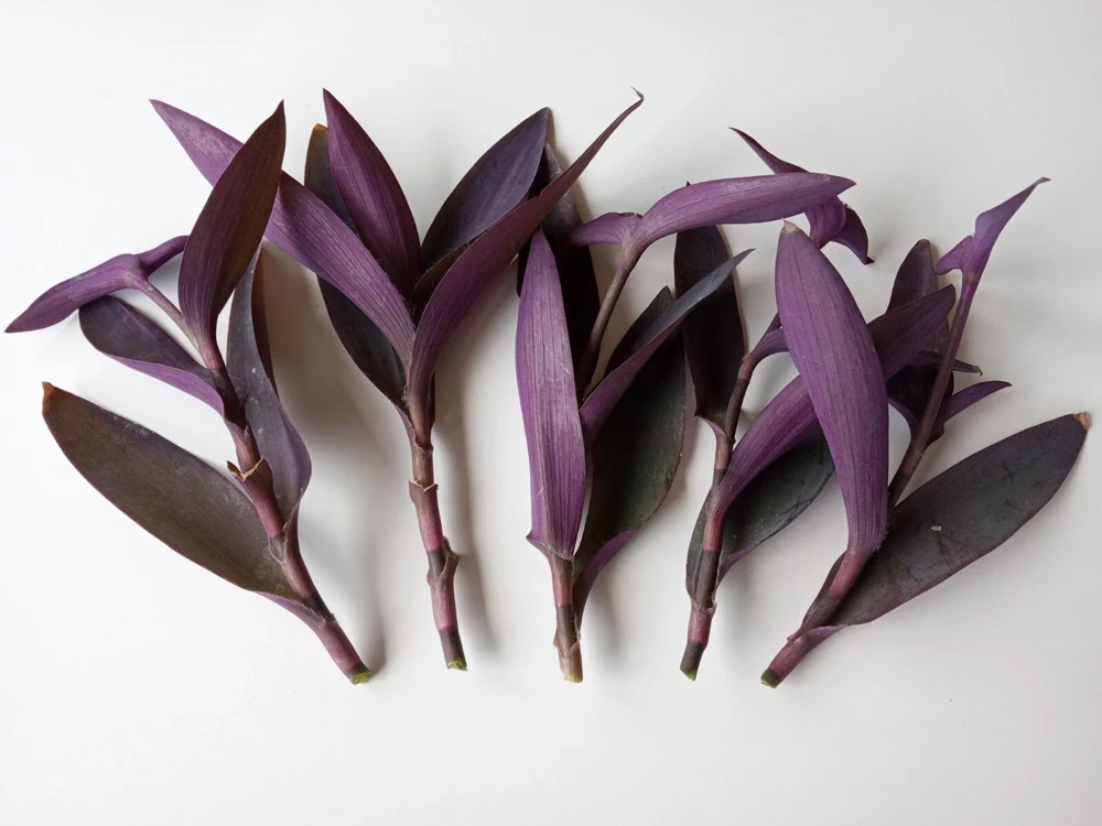 7 Purple Heart Tradescantia Pallida Live Perennial Cuttings - Indoor/Outdoor - Image 1