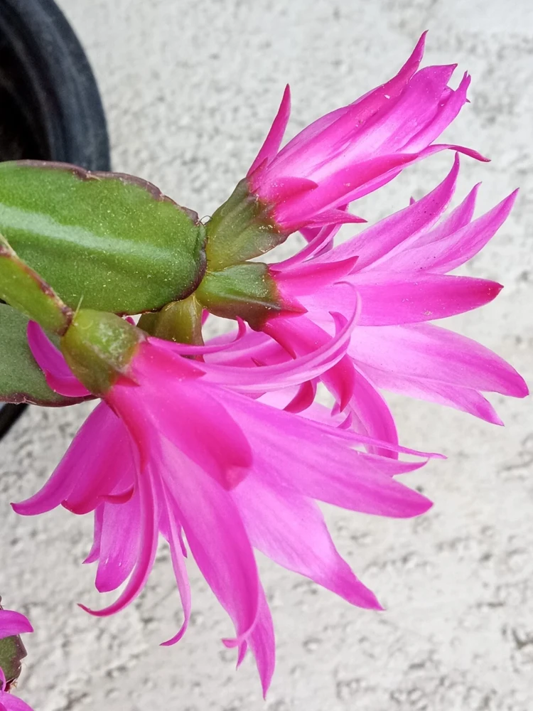 7 Rooted Easter Cactus Live Plant Mix - Pink Red Schlumbergera Zygocactus Indoor/Outdoor - Image 11
