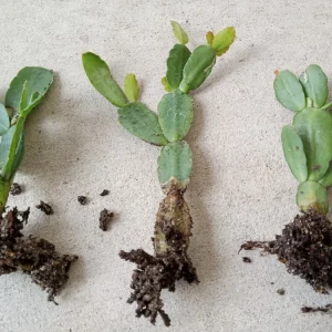 7 Rooted Easter Cactus Live Plant Mix - Pink Red Schlumbergera Zygocactus Indoor/Outdoor - Image 13