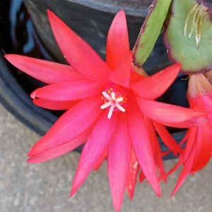 7 Rooted Easter Cactus Live Plant Mix - Pink Red Schlumbergera Zygocactus Indoor/Outdoor - Image 3