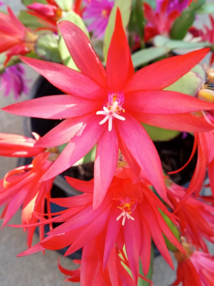 7 Rooted Easter Cactus Live Plant Mix - Pink Red Schlumbergera Zygocactus Indoor/Outdoor - Image 5