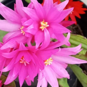7 Rooted Easter Cactus Live Plant Mix - Pink Red Schlumbergera Zygocactus Indoor/Outdoor - Image 6