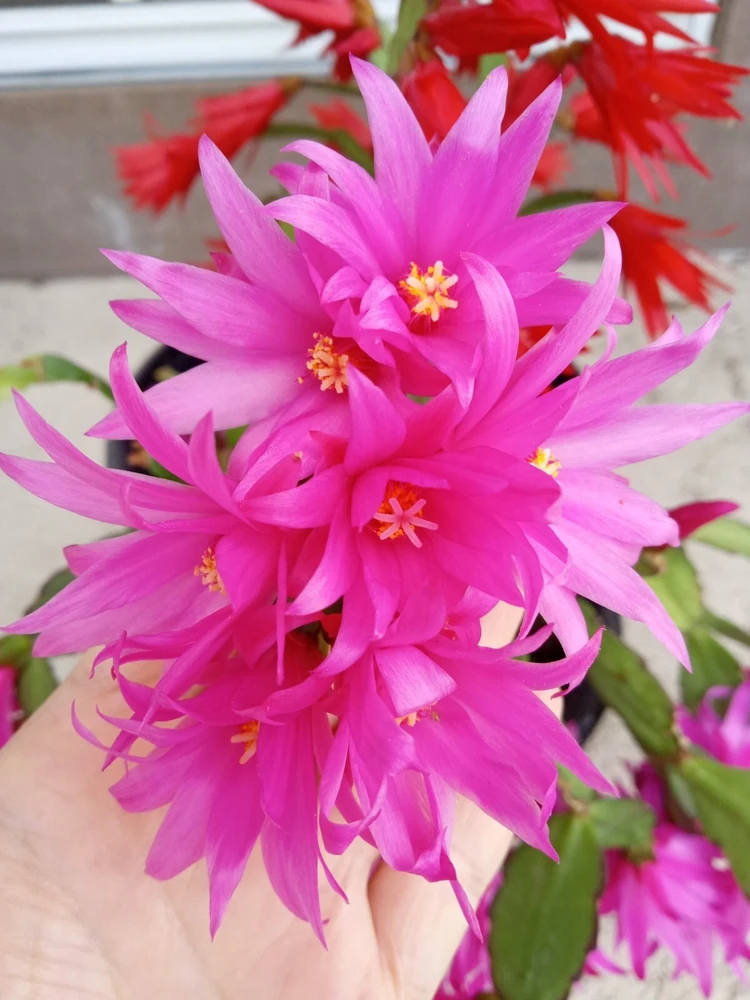 7 Rooted Easter Cactus Live Plant Mix - Pink Red Schlumbergera Zygocactus Indoor/Outdoor - Image 7