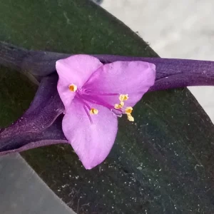 7 Rooted Purple Heart Tradescantia Pallida Live Plant Cuttings Indoor/Outdoor - Image 2