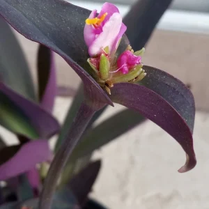 7 Rooted Purple Heart Tradescantia Pallida Live Plant Cuttings Indoor/Outdoor - Image 3