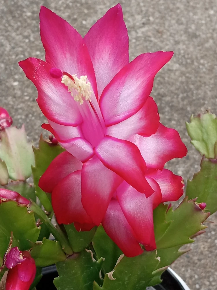 7 Rooted Thanksgiving Cactus Cuttings - Live Plant Variety Mix - Image 10