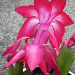 7 Rooted Thanksgiving Cactus Cuttings - Live Plant Variety Mix - Image 11