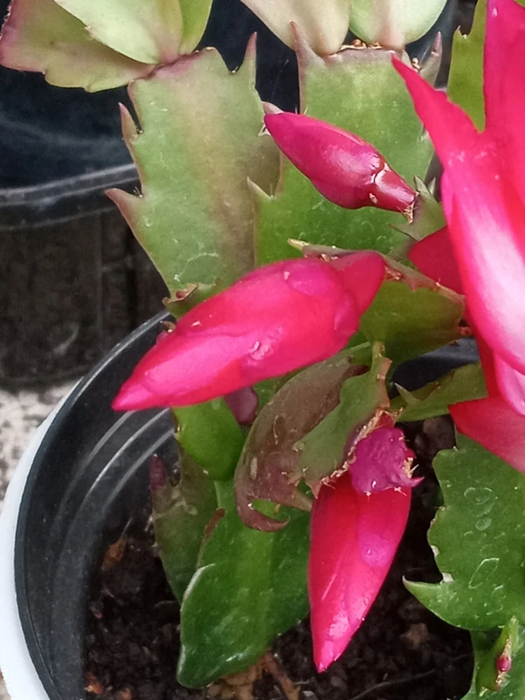 7 Rooted Thanksgiving Cactus Cuttings - Live Plant Variety Mix - Image 12