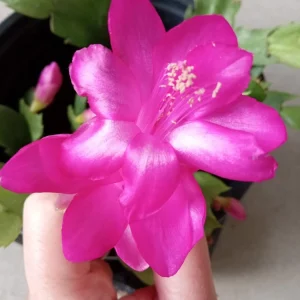 7 Rooted Thanksgiving Cactus Cuttings - Live Plant Variety Mix - Image 13