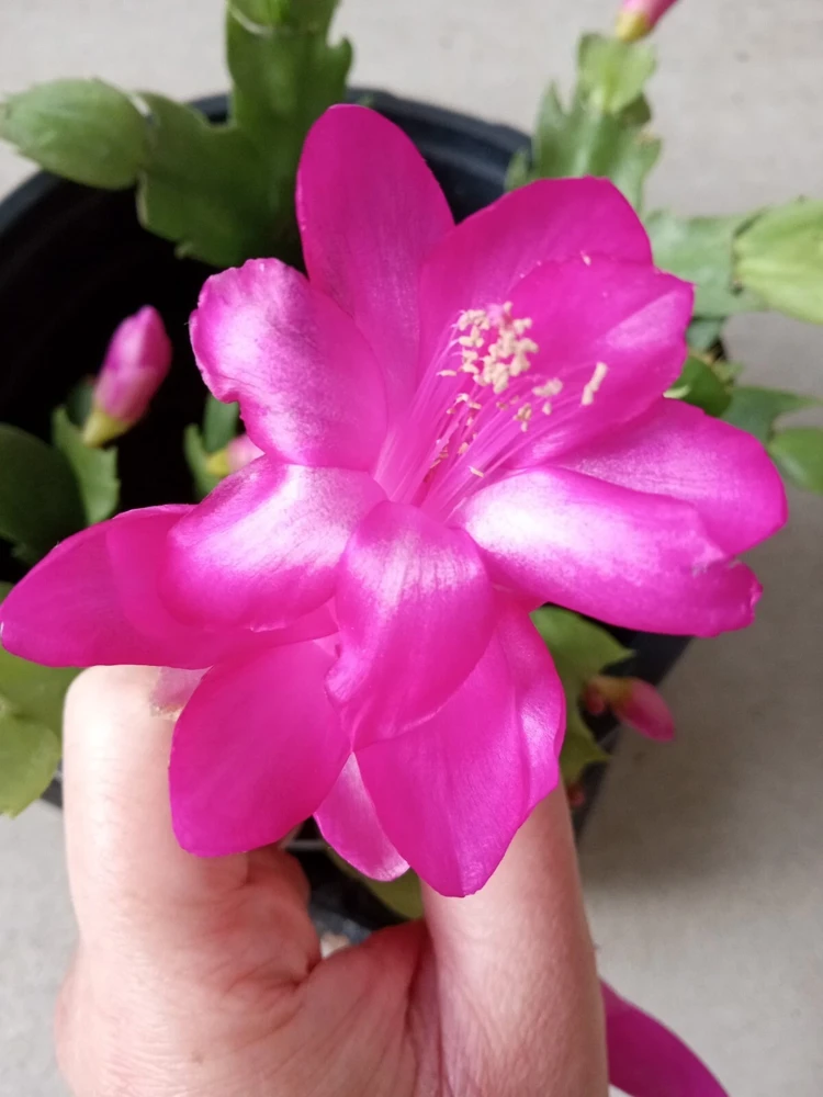 7 Rooted Thanksgiving Cactus Cuttings - Live Plant Variety Mix - Image 13