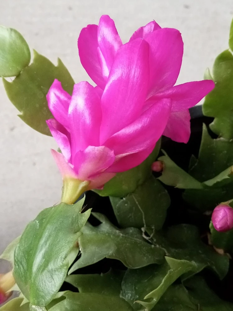 7 Rooted Thanksgiving Cactus Cuttings - Live Plant Variety Mix - Image 14