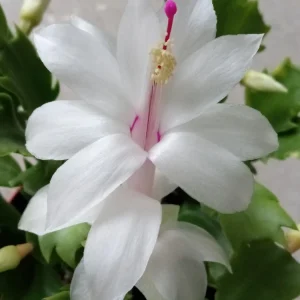 7 Rooted Thanksgiving Cactus Cuttings - Live Plant Variety Mix - Image 17