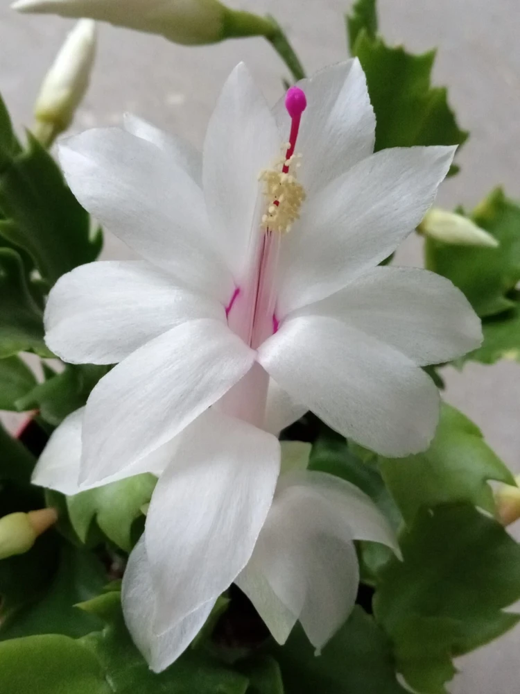 7 Rooted Thanksgiving Cactus Cuttings - Live Plant Variety Mix - Image 17