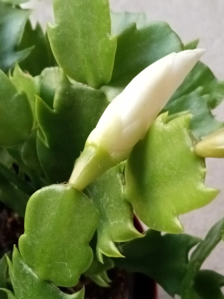 7 Rooted Thanksgiving Cactus Cuttings - Live Plant Variety Mix - Image 18