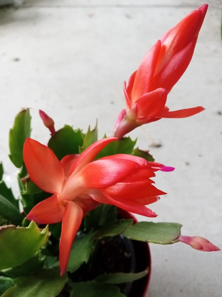 7 Rooted Thanksgiving Cactus Cuttings - Live Plant Variety Mix - Image 3