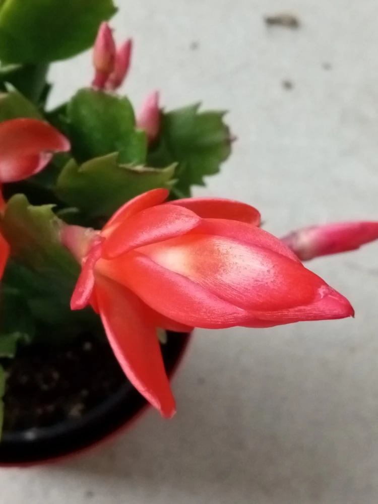 7 Rooted Thanksgiving Cactus Cuttings - Live Plant Variety Mix - Image 4