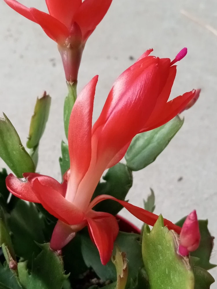 7 Rooted Thanksgiving Cactus Cuttings - Live Plant Variety Mix - Image 5