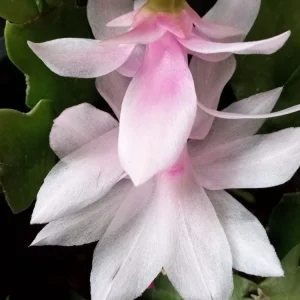 7 Rooted Thanksgiving Cactus Cuttings - Live Plant Variety Mix - Image 7