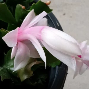 7 Rooted Thanksgiving Cactus Cuttings - Live Plant Variety Mix - Image 9