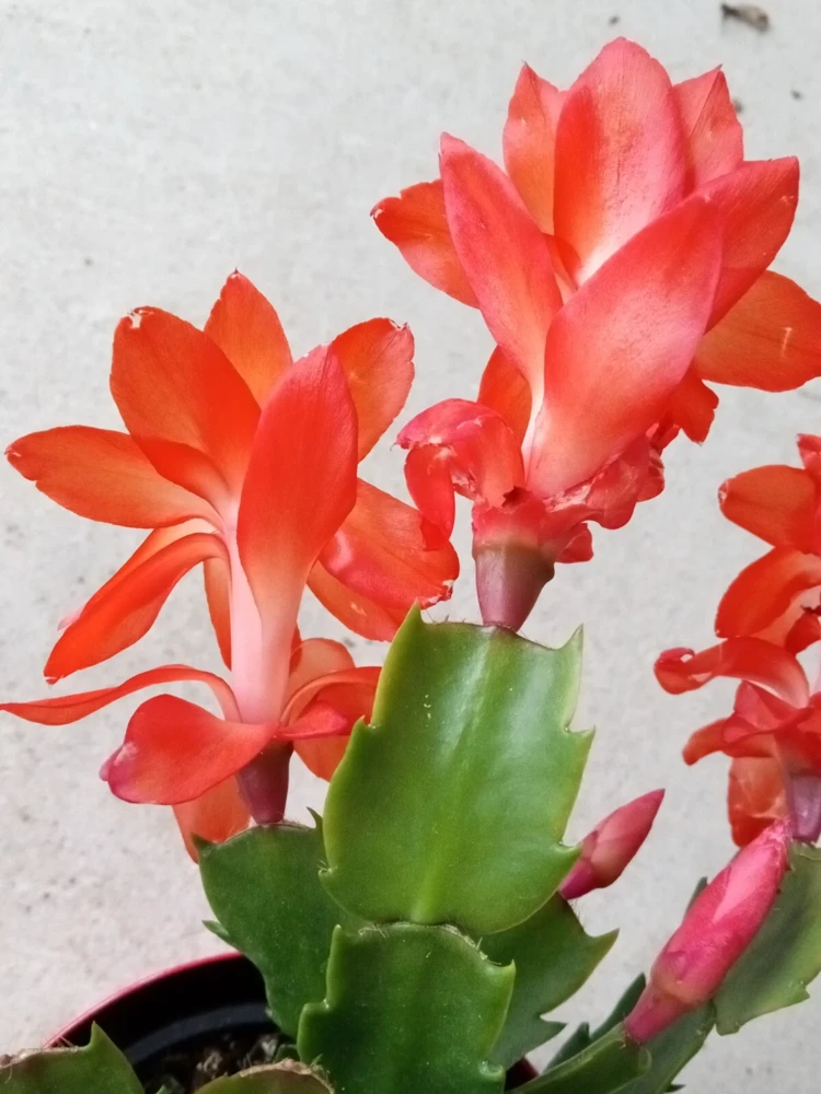 7 Rooted Thanksgiving Cactus Cuttings - Live Plant Variety Mix - Image 1