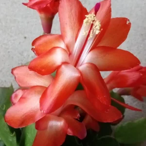 7 Thanksgiving Cactus Cuttings - Orange Schlumbergera Zygocactus Leaf - Ready to Grow - Image 1