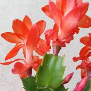 7 Thanksgiving Cactus Cuttings - Orange Schlumbergera Zygocactus Leaf - Ready to Grow - Image 3