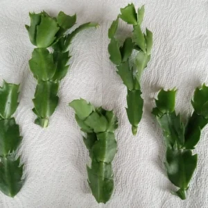 7 Thanksgiving Cactus Cuttings Red Schlumbergera Zygocactus Leaf - Indoor/Outdoor - Image 4