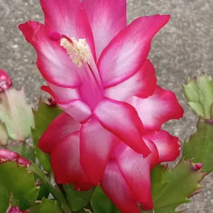 7 Thanksgiving Cactus Cuttings Red Schlumbergera Zygocactus Leaf - Indoor/Outdoor - Image 1