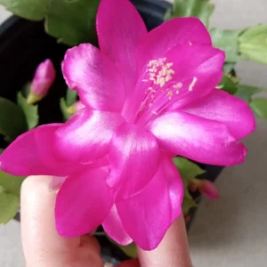 7 Thanksgiving Cactus Magenta Schlumbergera Cuttings - Live Plant - Image 2