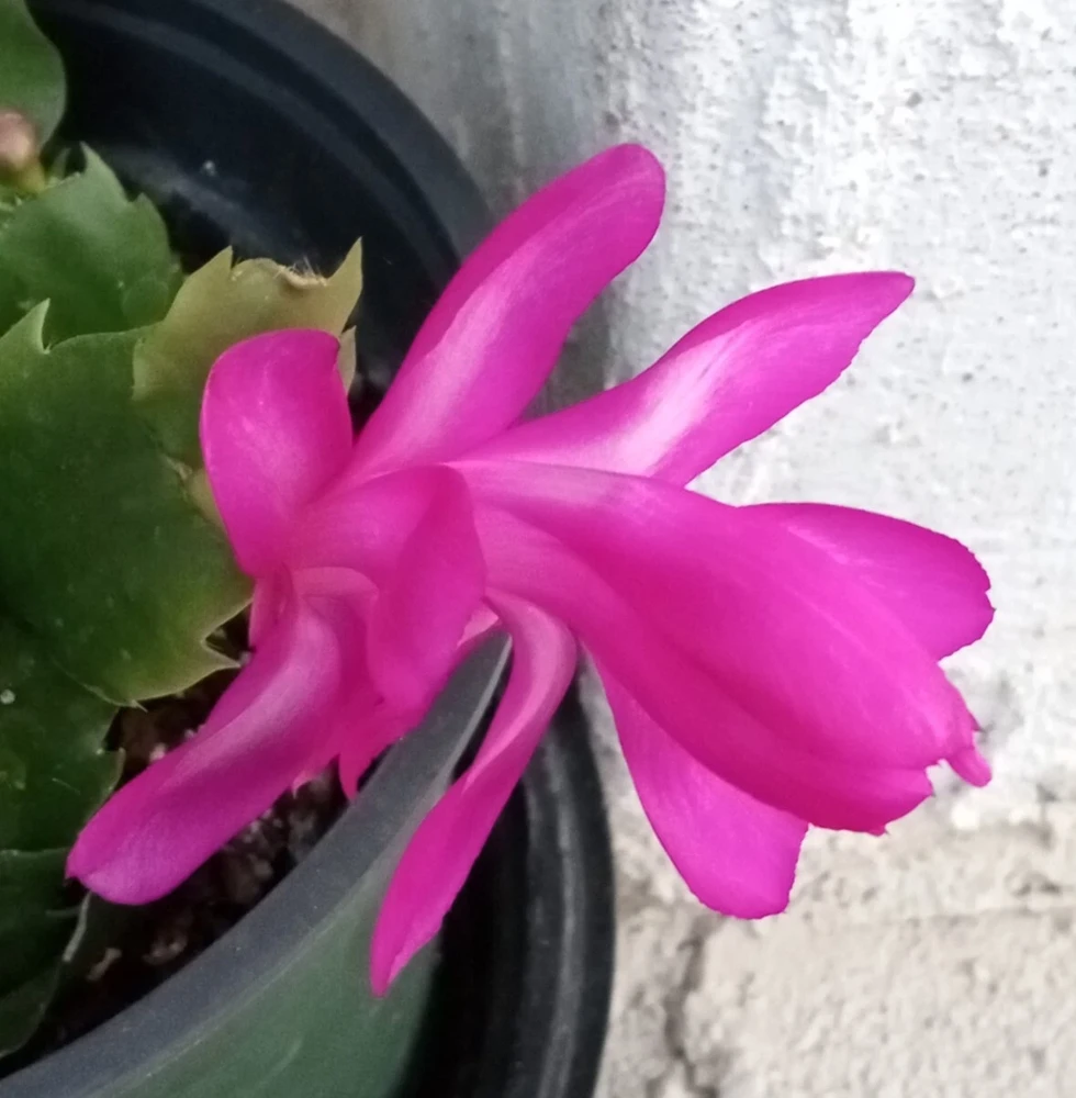 7 Thanksgiving Cactus Magenta Schlumbergera Cuttings - Live Plant - Image 3