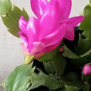 7 Thanksgiving Cactus Magenta Schlumbergera Cuttings - Live Plant - Image 4