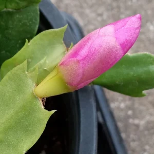 7 Thanksgiving Cactus Magenta Schlumbergera Cuttings - Live Plant - Image 5