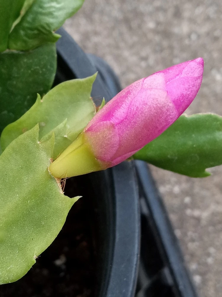 7 Thanksgiving Cactus Magenta Schlumbergera Cuttings - Live Plant - Image 5
