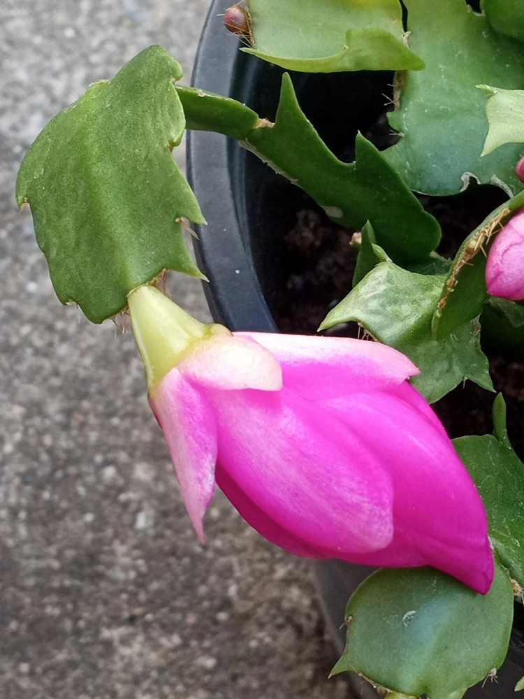 7 Thanksgiving Cactus Magenta Schlumbergera Cuttings - Live Plant - Image 6