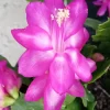 7 Thanksgiving Cactus Magenta Schlumbergera Cuttings - Live Plant - Image 1