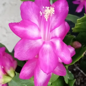 7 Thanksgiving Cactus Magenta Schlumbergera Cuttings - Live Plant - Image 1
