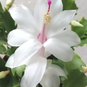 7 White Thanksgiving Cactus Cuttings - Schlumbergera Zygocactus Leaf - Image 2