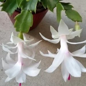 7 White Thanksgiving Cactus Cuttings - Schlumbergera Zygocactus Leaf - Image 4