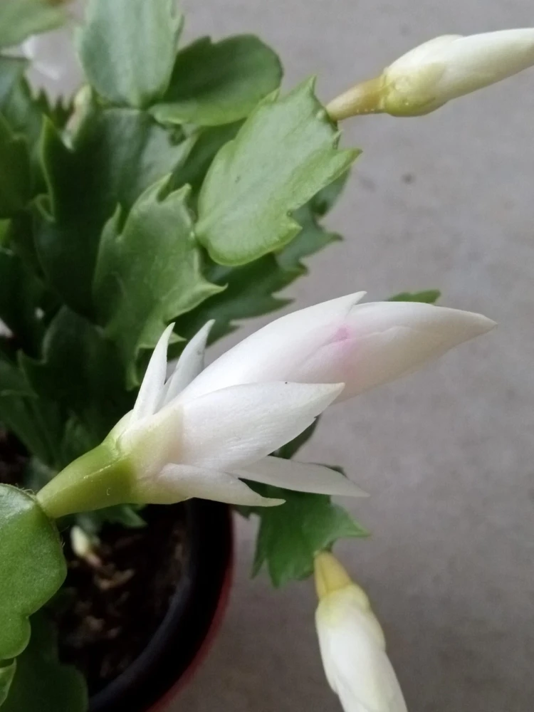 7 White Thanksgiving Cactus Cuttings - Schlumbergera Zygocactus Leaf - Image 6