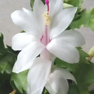 7 White Thanksgiving Cactus Cuttings - Schlumbergera Zygocactus Leaf - Image 1