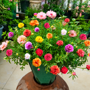 2 Double Moss Rose Portulaca Live Plants – Ground Cover, Full Sun, Zones 9-11