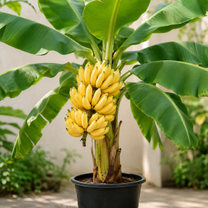 Banana Tree Live Plant - 2-3 Ft Tall, 1 Gallon Pot - Outdoor Tropical Fruit