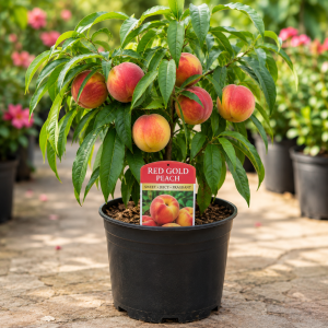 Red Gold Peach Tree Live Plant, 1 Ft Tall - Sweet Summer Fruit, Zones 5-9 Outdoor