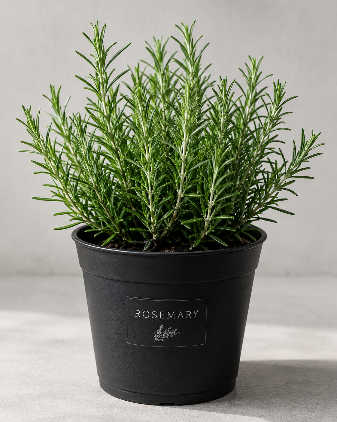 Rosemary Live Plant – 6-8 Inch Tall Fragrant Herb for Indoor & Outdoor