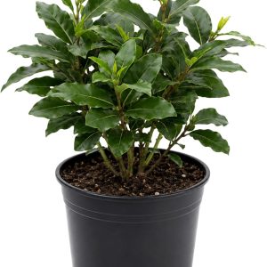 Bay Leaf Tree Live Plant 8-10 Inch Tall - Laurus Nobilis Herb for Cooking & Garden