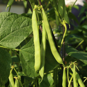 Green Bean Live Plant - 3-6 Inch Tall Bush Seedlings in 4 Inch Pot for Outdoor Gardening